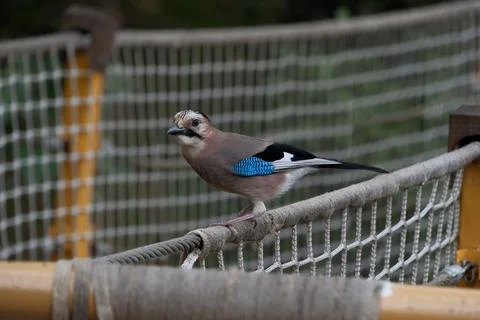 Eurasian jay (Garrulus glandarius) perched on a fence Stock Photos