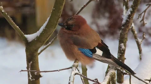 Eurasian jay (Garrulus glandarius) is sitting on a branch close-up Stock Footage 59343996