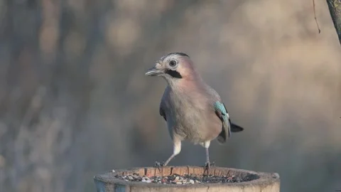 Eurasian jay Garrulus glandarius sitting on the feeder in the wild.  Stock-Footage 248953653