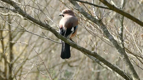Eurasian Jay (Garrulus glandarius) sitting on a tree branch in Zurich Stock Footage 331866955