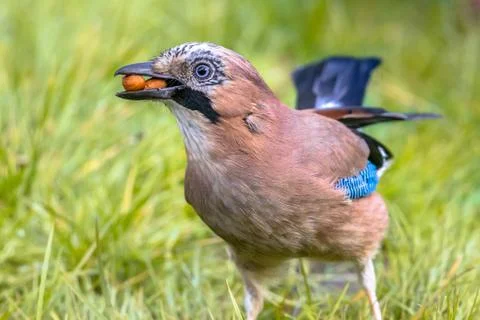 Eurasian jay in grass with nuts Stock Photos