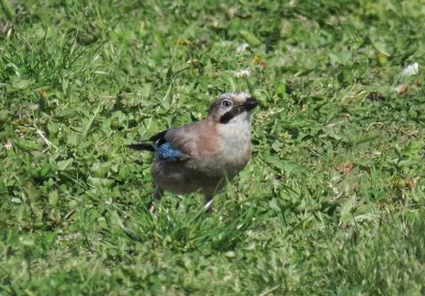 A Eurasian jay in the grass Stock Photos