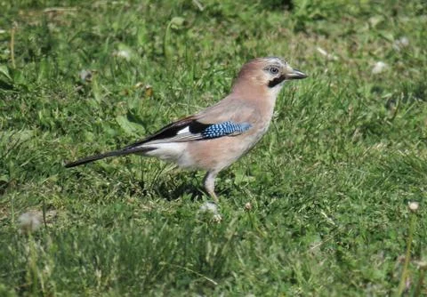 A Eurasian jay in the grass Stock Photos