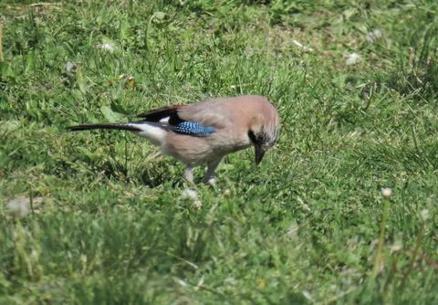 A Eurasian jay in the grass Stock-Fotos