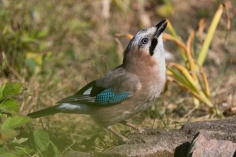Eurasian jay on the ground Foto stock