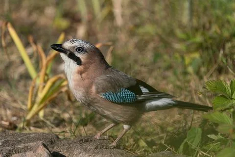 Eurasian jay on the ground Stock Photos