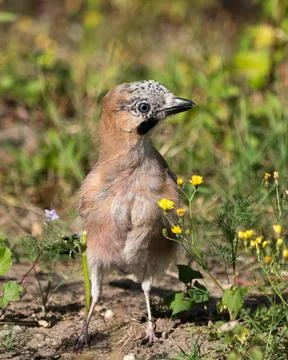Eurasian jay on the ground Stock Photos