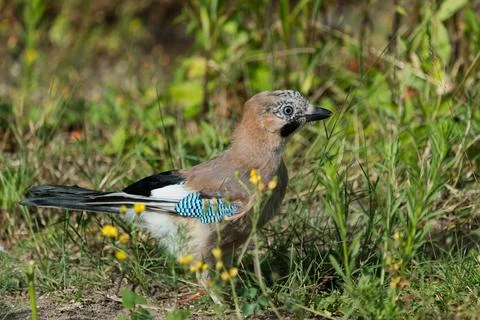 Eurasian jay on the ground Foto stock