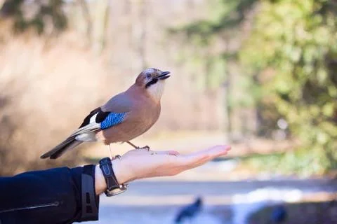 Eurasian jay on hand Stock Photos