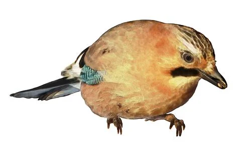 Eurasian jay Stock Illustration