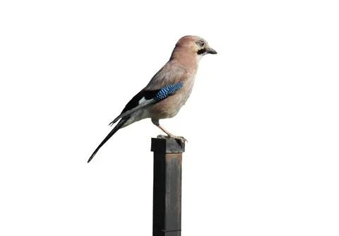 Eurasian jay isolated on white background Fotos Stock