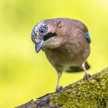 Eurasian jay looking down Foto stock