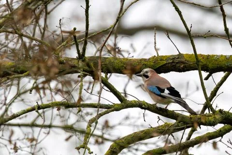Eurasian jay perched on a moss-covered branch Stock Photos