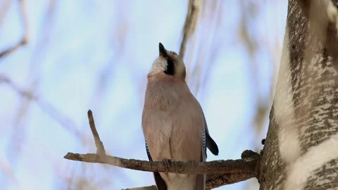 Eurasian jay perched on tree branch looking up in winter forest 스톡 동영상 332133897