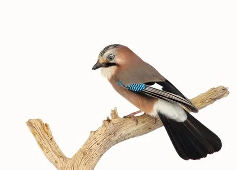 Eurasian Jay perched on a tree branch in winter Stock Photos