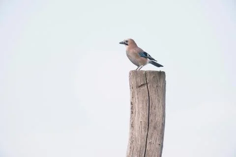 Eurasian jay perching on piece of dead wood. Stock Photos