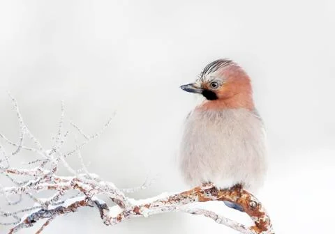 Eurasian Jay perching on a tree branch in winter Stock Photos