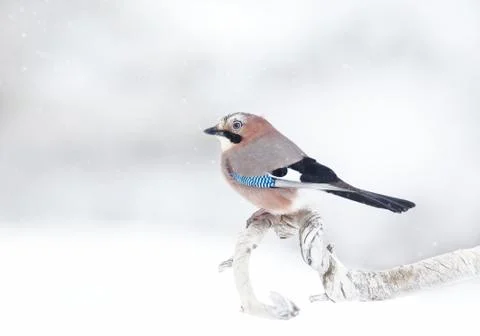Eurasian Jay perching on a tree branch in the falling snow Stock Photos
