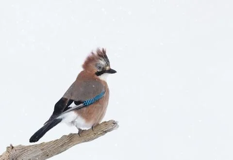 Eurasian Jay perching on a tree branch in winter Stock Photos