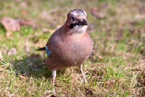 Eurasian Jay Stock Photos