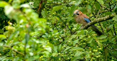 Eurasian jay Foto stock