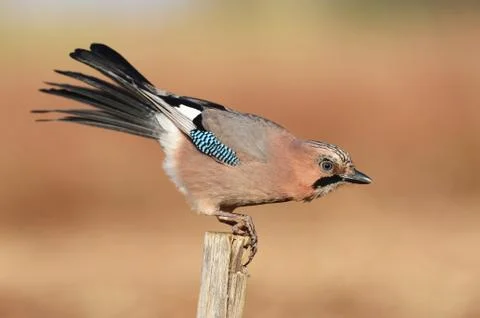 Eurasian Jay Stock Photos
