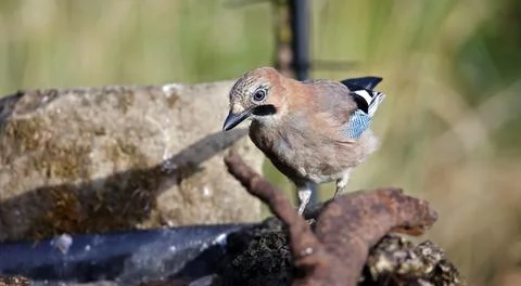 Eurasian jay Stock Photos