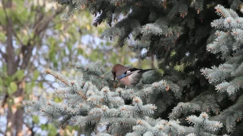 Eurasian Jay in pine tree, Garrulus glandarius Video stock 12517311