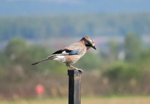 A Eurasian jay on a pole 写真素材