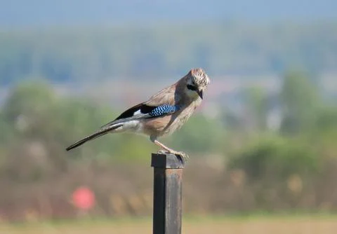 A Eurasian jay on a pole Fotos Stock