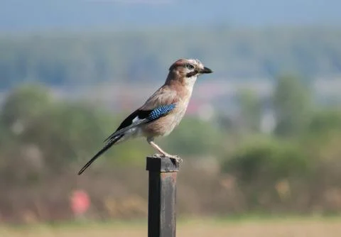 A Eurasian jay on a pole Foto stock