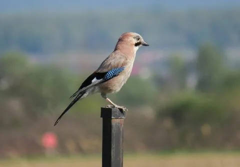 A Eurasian jay on a pole Фото
