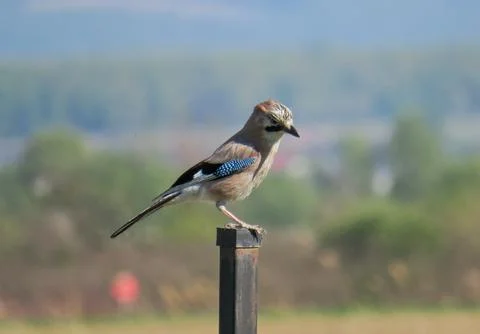 A Eurasian jay on a pole Foto stock