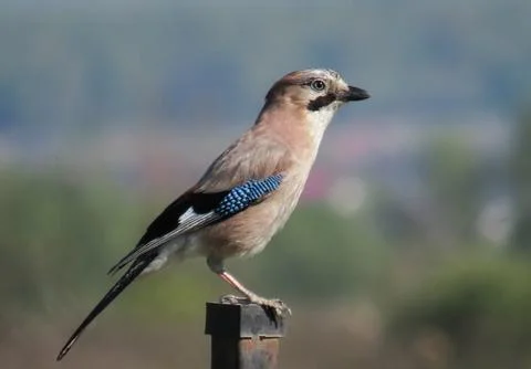 A Eurasian jay on a pole Fotos de archivo