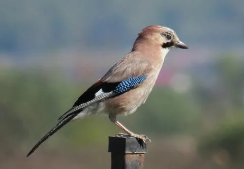 A Eurasian jay on a pole Stock Photos