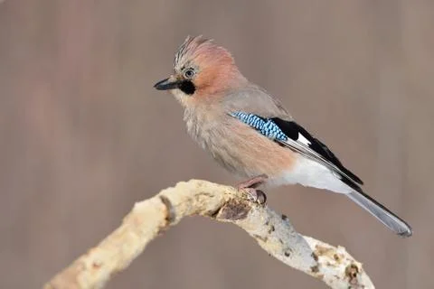Eurasian jay, posing on a branch, picked up a pappus. Stock Photos