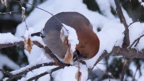 The Eurasian jay sits on the branch (Garrulus glandarius) Stock Footage 301996520