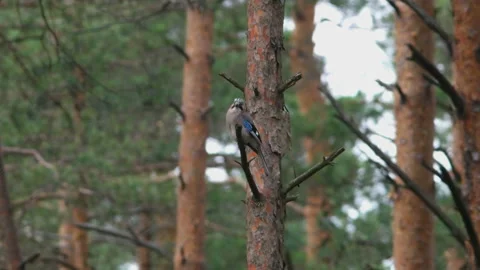 Eurasian jay sits on branch of pine tree and looks around Stock Footage 86056771