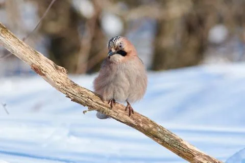 Eurasian jay sits on a dry oak branch in the spring forest park. Stock Photos