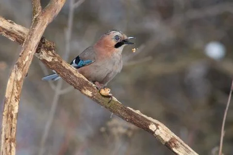 Eurasian jay sits on a dry oak branch with an open beak and a closed eyelid ( Stock Photos