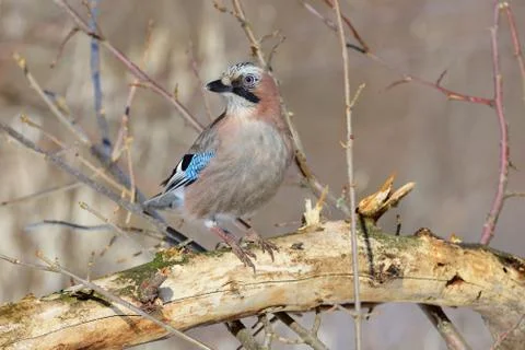 Eurasian jay sits on a fallen tree, turning its head. Stock Photos