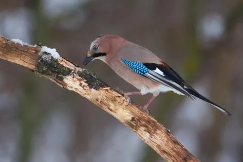 Eurasian jay sits on an oak branch covered with snow in the winter forest par Stock Photos