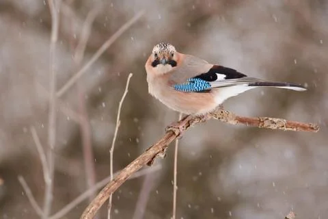 Eurasian jay sits on a thin branch under falling snow in a forest park in ear Stock Photos