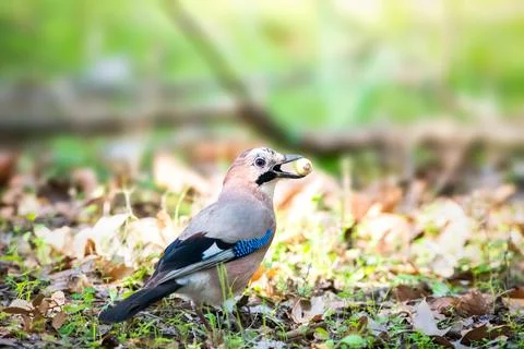 Eurasian Jay snacking on some fruit on the ground Stock Photos