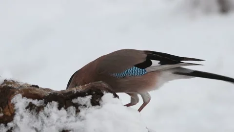 Eurasian jay in a snow-covered forest Garrulus glandarius Stock-Footage 201165628