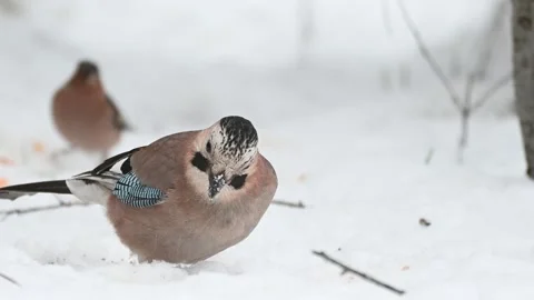 Eurasian jay in a snow-covered forest Garrulus glandarius Stock-Footage 236505635