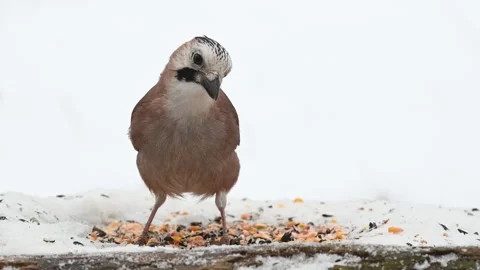 Eurasian jay in a snow-covered forest Garrulus glandarius Stock-Footage 261606874