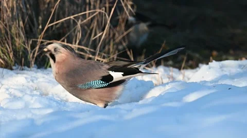 Eurasian jay in a snow-covered forest Garrulus glandarius Stock-Footage 263956804