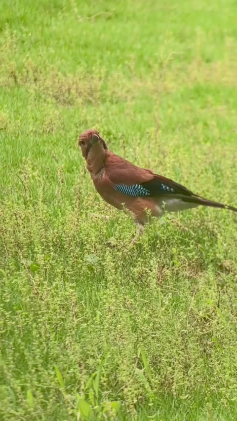 Eurasian jay standing in green grass in a natural meadow 스톡 동영상 336033446