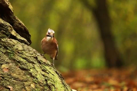 Eurasian jay stay on tree - Garrulus glandarius Stock Photos